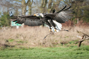 wingspan of a large eagle in flight