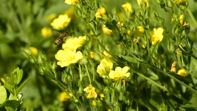 G&auml;nsefingerkraut, Potentilla erecta, Heilpflanze mit Bl&uuml;te