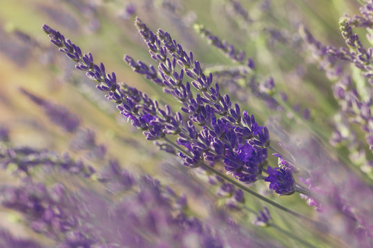 Fototapeta Lavender blossoms.Closeup of lavender flower growing on field 