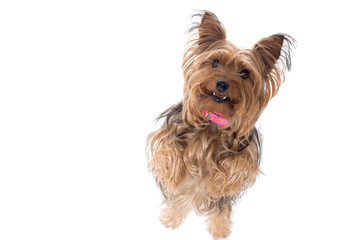 Yorkshire Terrier Standing on Hind Legs