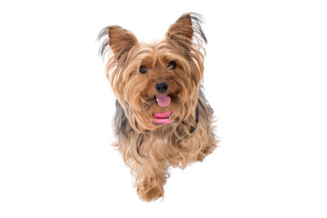 Portrait of Yorkshire Terrier with Pink Collar