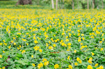 pinto peanut flower on ground