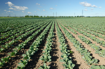 Fototapeta na wymiar Field of young cabbage
