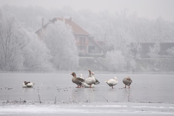 Obraz premium Geese on the frozen lake