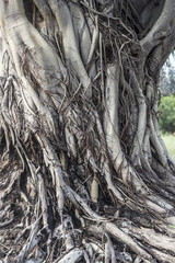  Bodhi tree / The image of trunk and bark of Bodhi tree, 