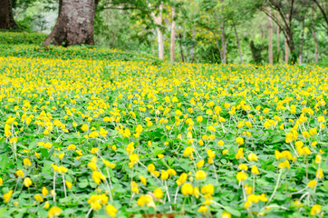 pinto peanut flower on ground