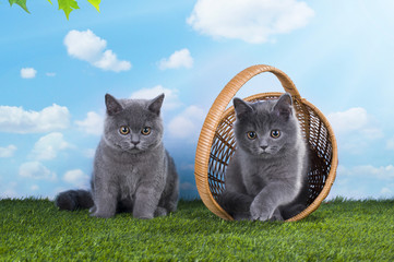 kittens playing in the grass on a sunny summer day