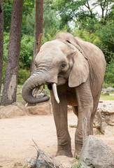 Fototapeta na wymiar Eléphant d'Afrique - Loxodonta africana