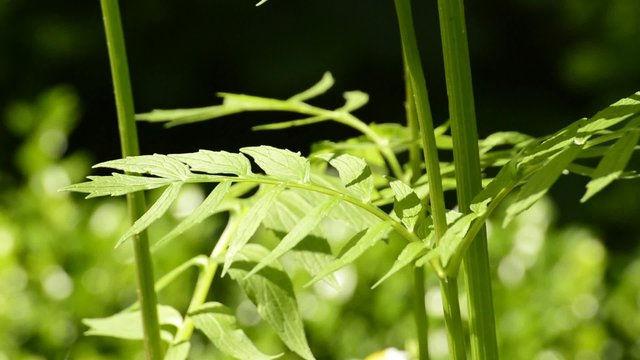 Baldrian, Valeriana officinalis, Heilpflanze mit Blatt