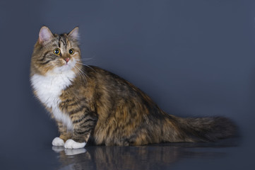 tricolor fluffy Siberian cat isolated on a gray background