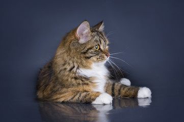 Obraz premium tricolor fluffy Siberian cat isolated on a gray background