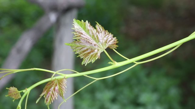 Young vine leaf moving by wind