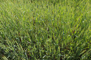 background immature rye
