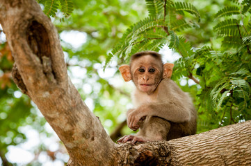 Monkeys in a tree India.
