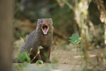 Indian gray mongoose in Sri Lanka