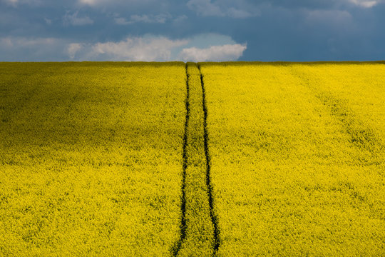 Paths through a rapeseed field, cernay-les-reims, france