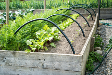 Gartenbeet mit Rüben und Salat