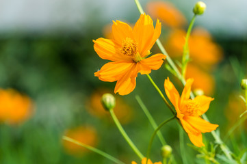 Orange Cosmos Flowers