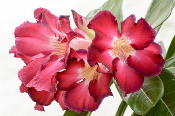 Obraz na płótnie Canvas Desert Rose is a bright-colored flowers 