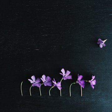 Row of flowers with one bud missing