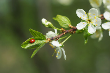 Ladybug on a branch of plum blossoms.
