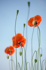 Beautiful red poppies on the sky background