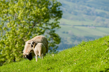 A ewe and lamb grazing in summer.