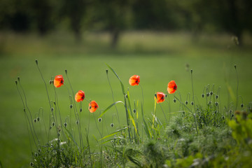 Beautiful red poppies in the meadow
