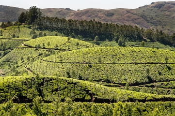 Obraz premium Tea plantations