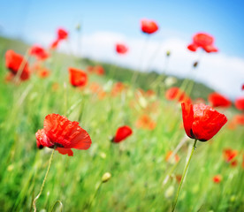 Fototapeta premium poppy field