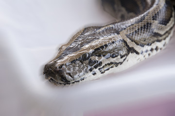 Python reticulatus