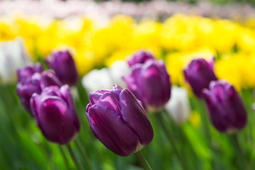 bright flowering colorful flowers tulips in garden