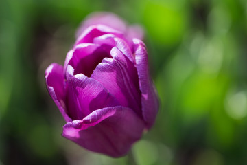 Fototapeta na wymiar bright flowering colorful flowers tulips in garden