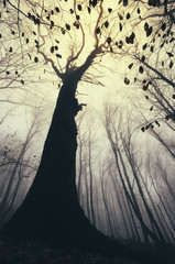 Obraz premium old tree in forest in autumn