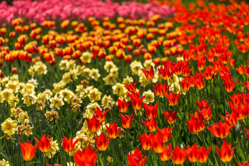 bright flowering colorful flowers tulips in garden