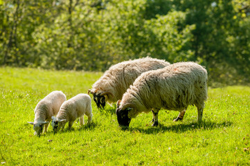Fototapeta premium A ewe and lamb grazing in summer.