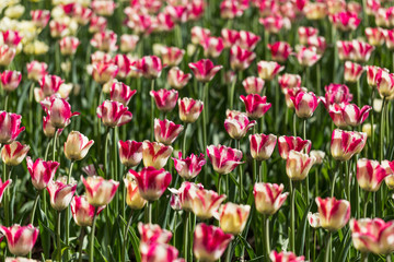 Obraz na płótnie Canvas bright flowering colorful flowers tulips in garden