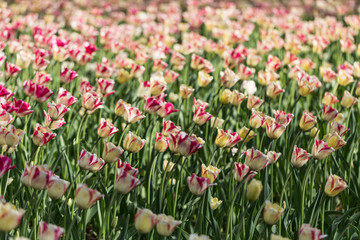 bright flowering colorful flowers tulips in garden