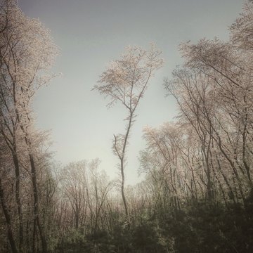 Cherry blossom trees, Korea