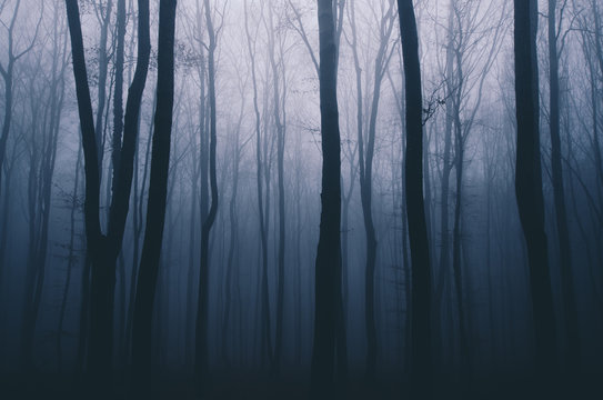 Fototapeta spooky forest night