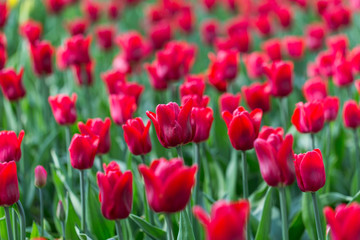 bright flowering colorful flowers tulips in garden