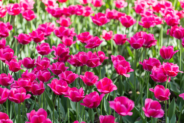 bright flowering colorful flowers tulips in garden
