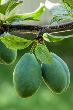 Two green plums hanging from a small branch, among leaves and on unfocused natural background