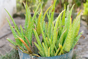 Aloe vera plant.