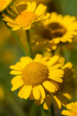 flowers of yellow camomile
