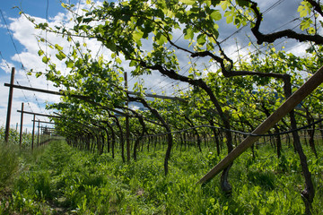 Weinstrasse-Weinanbau Südtirol, Italien