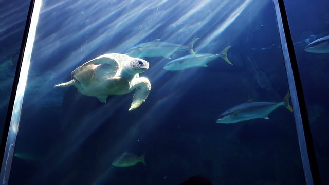 Turtle swimming in fish tank