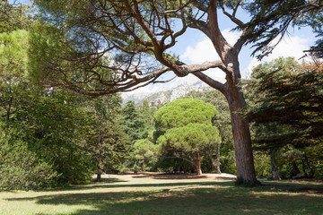 Obraz premium park with trees against mountains in summer day