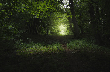 green forest dark path