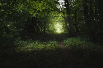 Zelfklevend Fotobehang groen bos donker pad © andreiuc88
